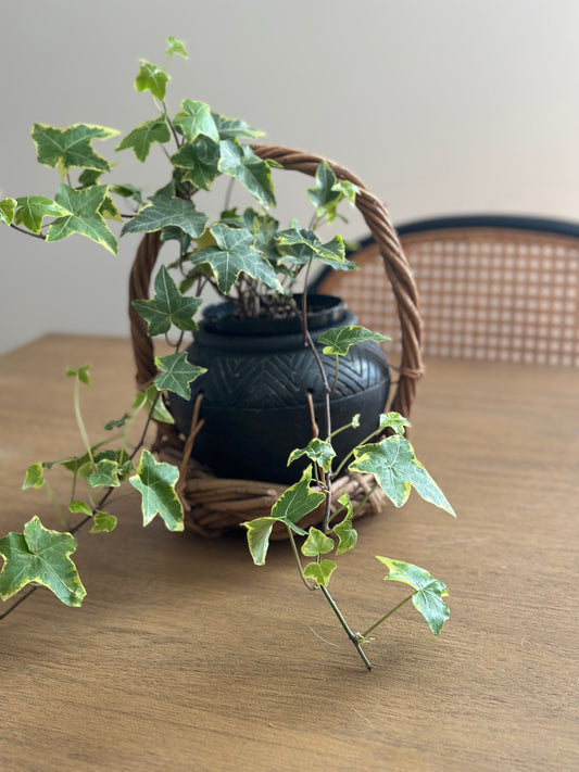 Planter in a basket