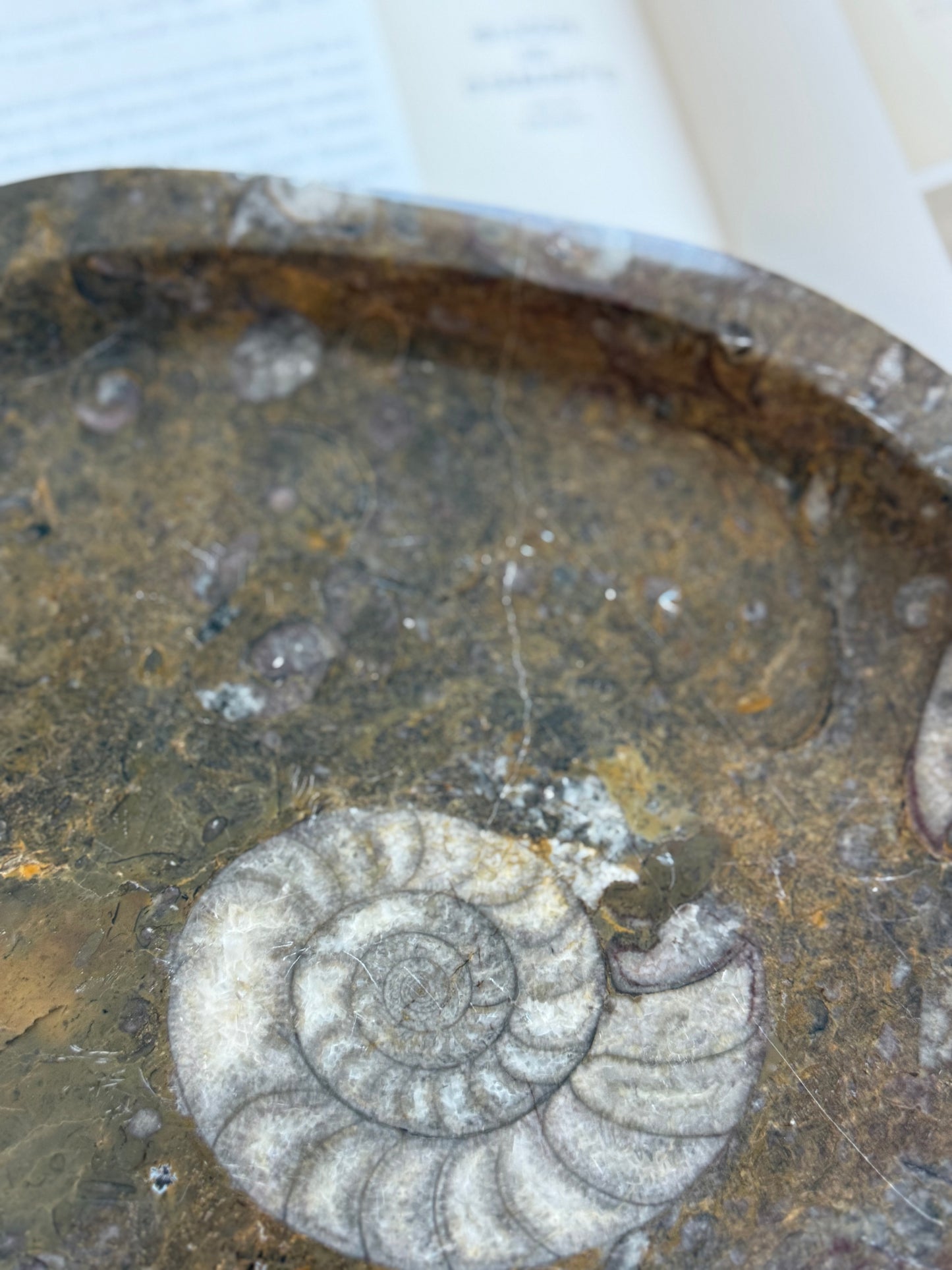 Large Fossil Marble Dish