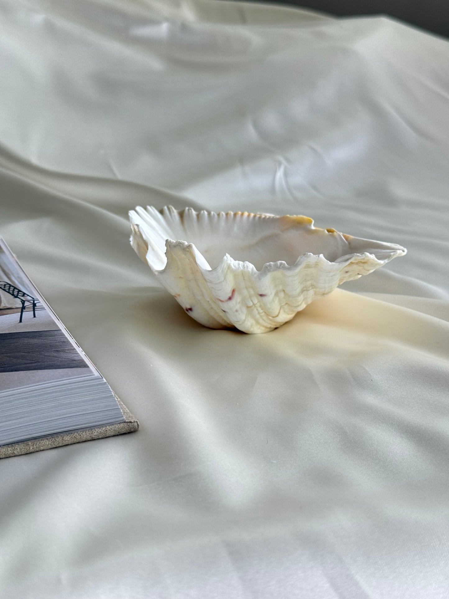 Vintage Natural Clamshell Styling Bowl