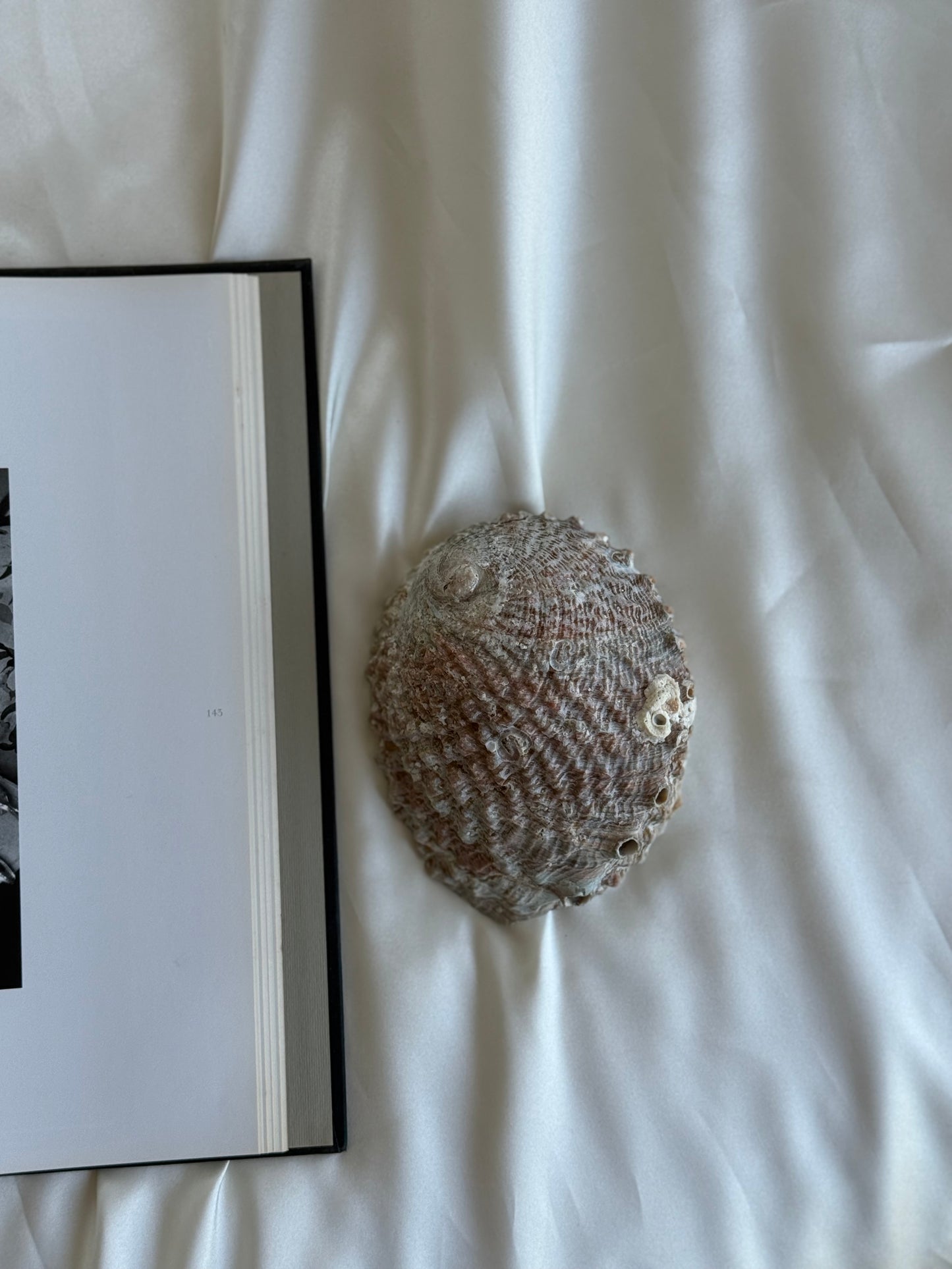 Vintage Natural Abalone Shell Bowl