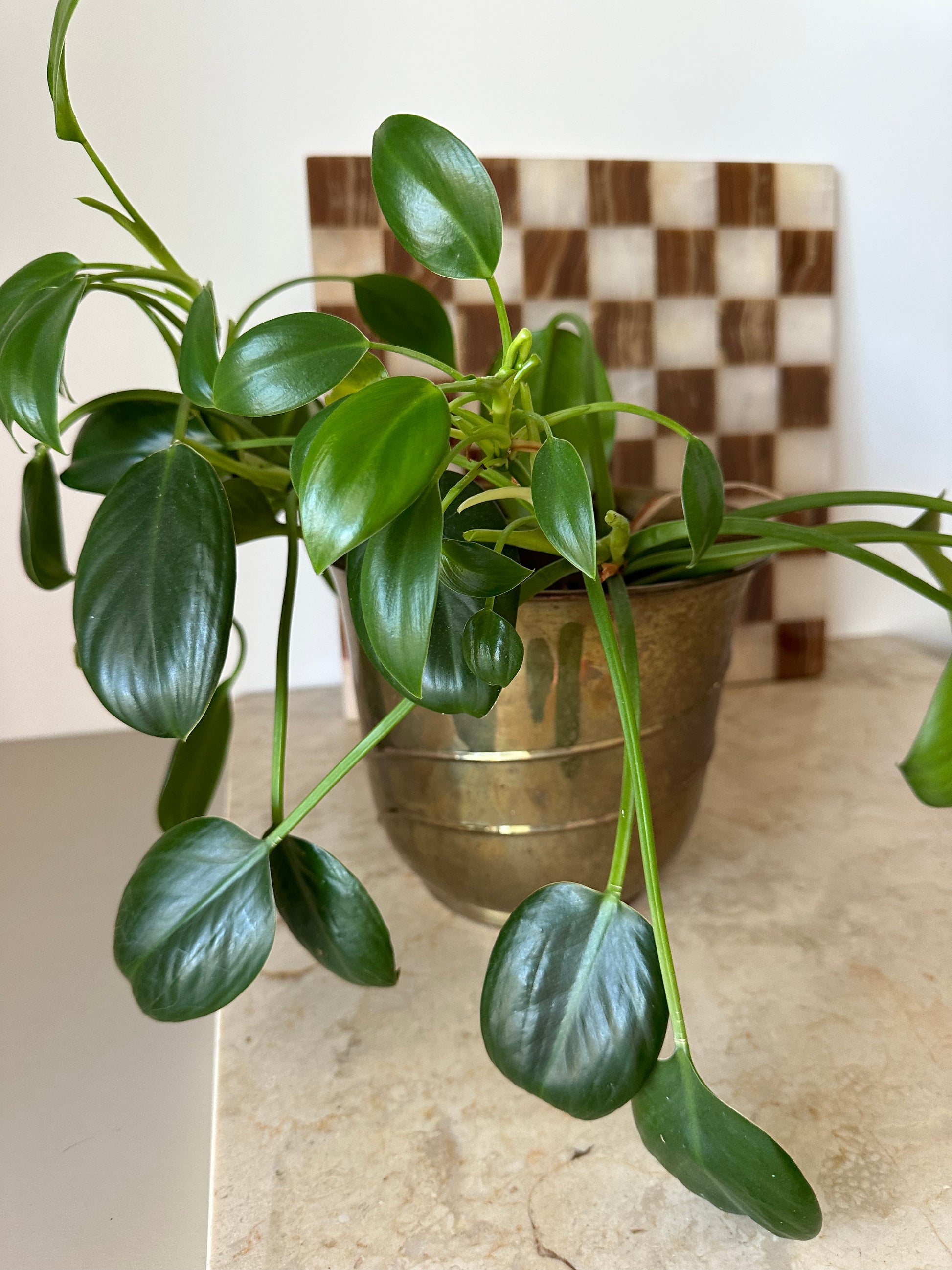 Brass Plant Pot