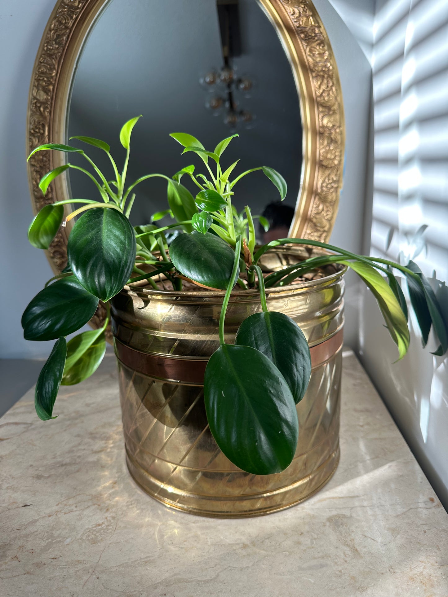 Large brass plant pot